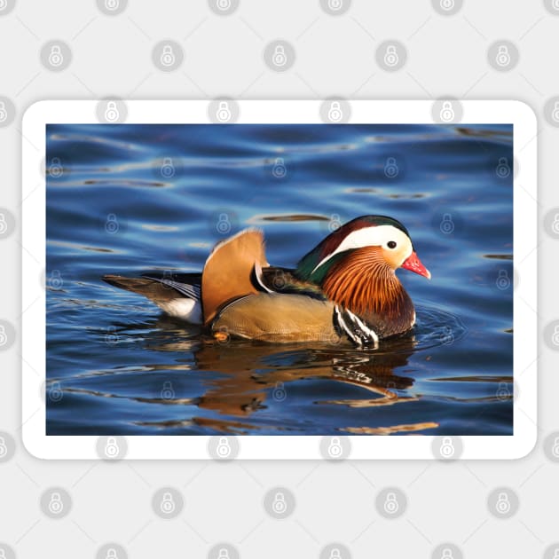 Beautiful Mandarin Duck at the Pond Sticker by walkswithnature